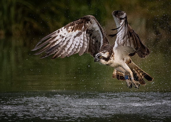 MCC Osprey Trip-9