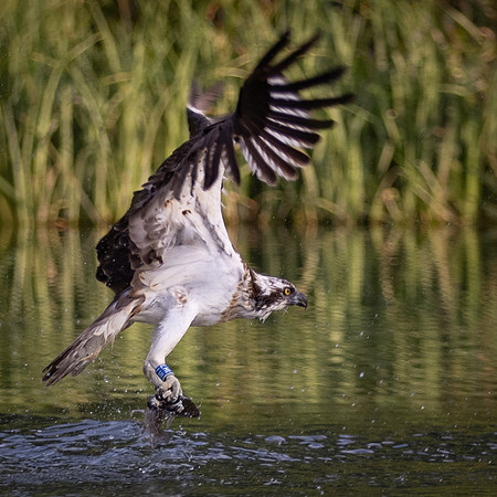 MCC Osprey Trip-4
