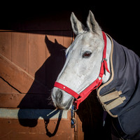 Polo Club-2