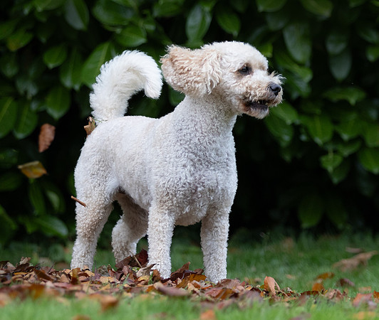 Tina's Dogs October-9