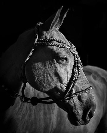 Polo Club-129