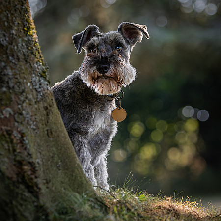 Dogs August 2024-45