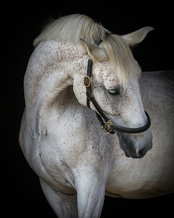 Shurlock Stables-13