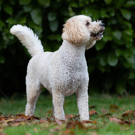 Tina's Dogs October-19