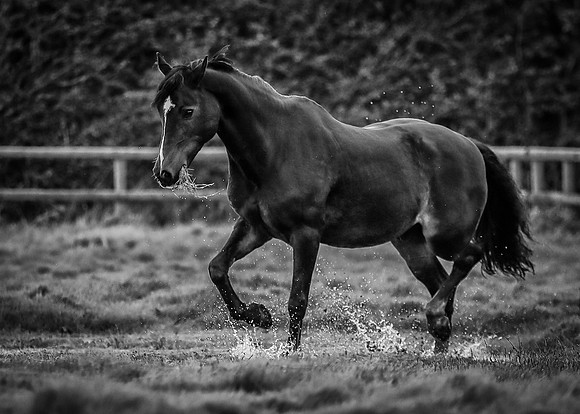 Black horse-3