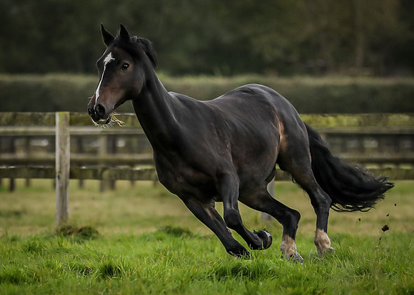 Black horse-2