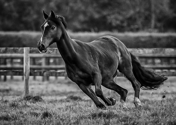 Black horse-1