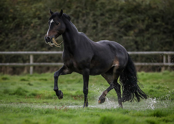 Black horse-6