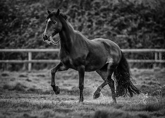 Black horse-5