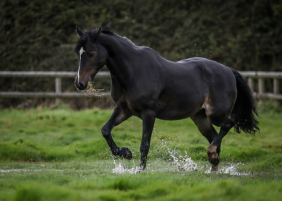 Black horse-4