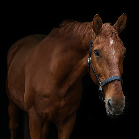 Reuben-4