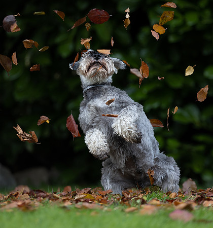 Tina's Dogs October-16