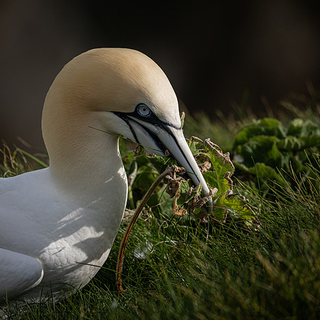Bempton 2024-8