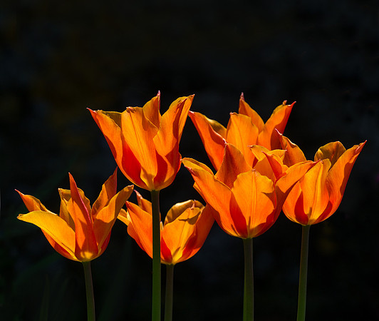 tulips2