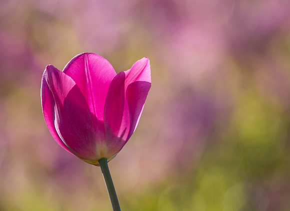 flower2