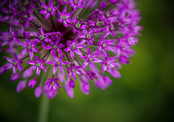 flower5