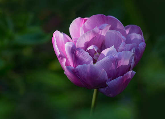 tulip2