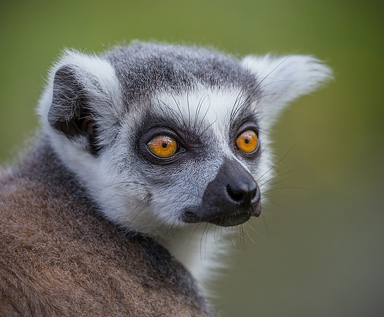 lemur4