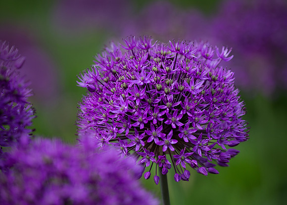 flower9