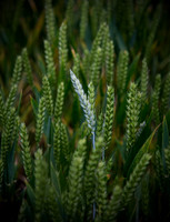 grain1