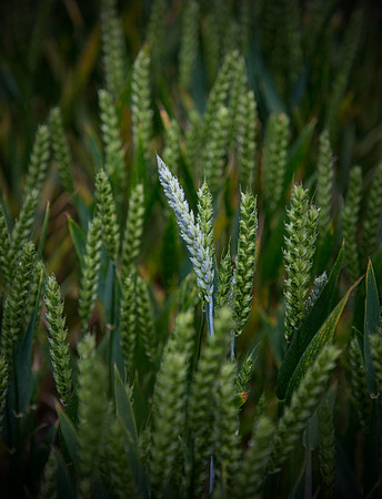 grain1