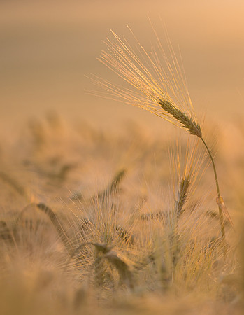 barley12