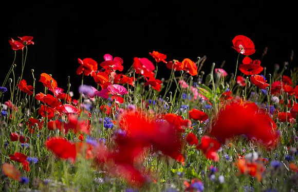 flower2