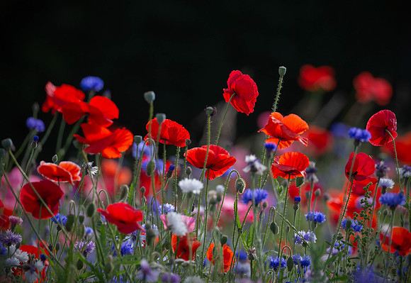 flower1
