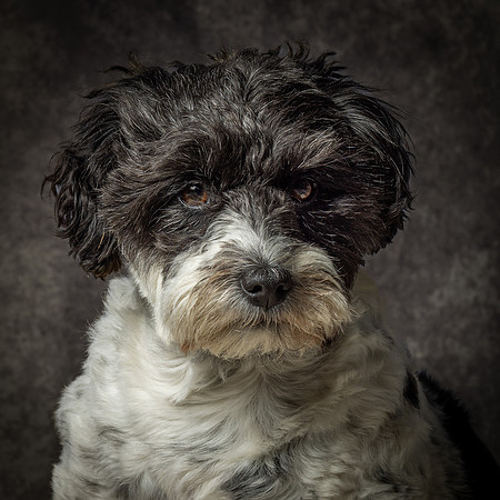 Phoebe-3
