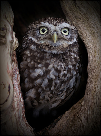 Owl
