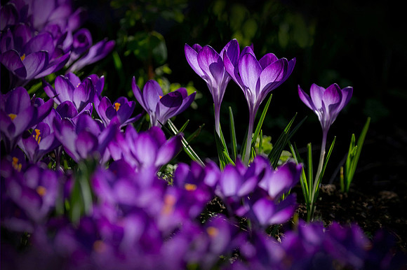 Crocuses1