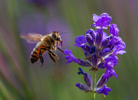 Bee2
