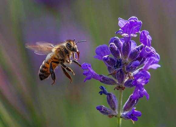 Bee2