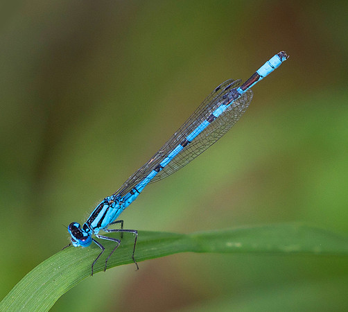 damselfly9