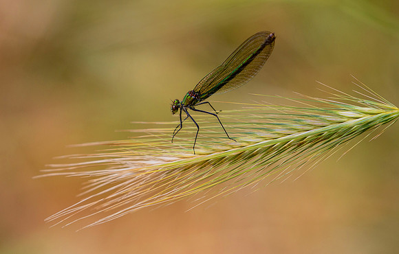BeautifulDemoiselle5