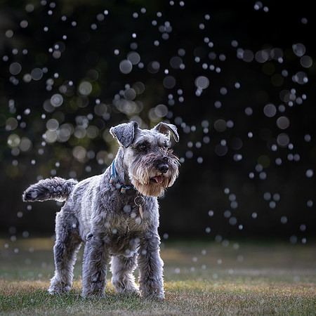 Dogs August 2024-2