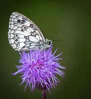 butterfly3