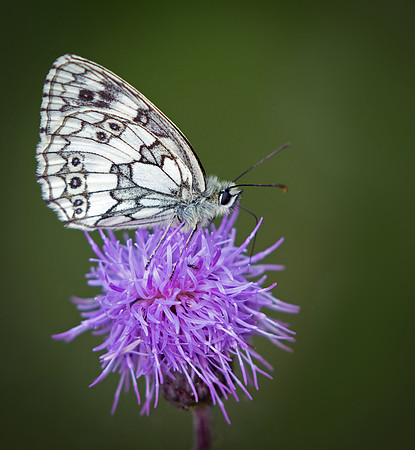 butterfly3