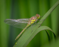 CommonDarter4