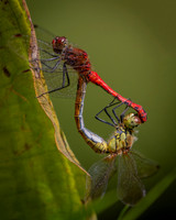 CommonDarter5