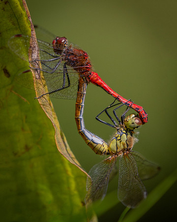 CommonDarter5