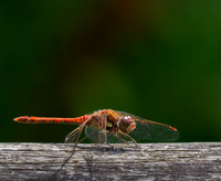 CommonDarter7