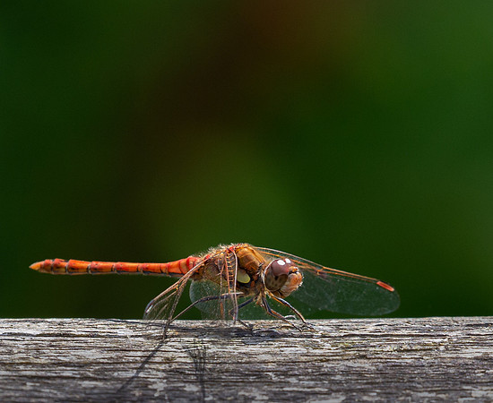 CommonDarter7
