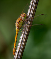 darter5