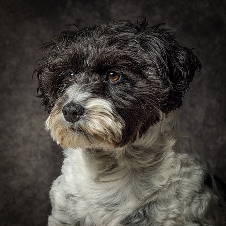 Phoebe-2