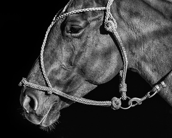 Polo Club-130