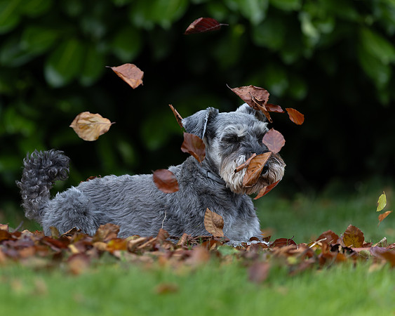 Tina's Dogs October-13