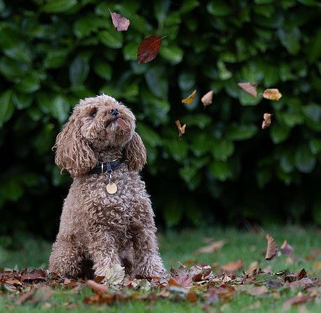 Tina's Dogs October-21