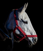 Polo Club-103