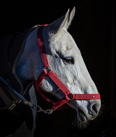 Polo Club-103